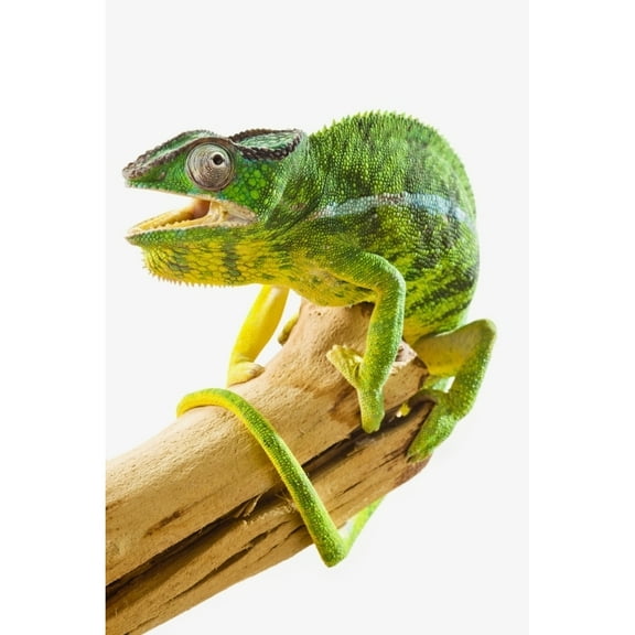 Posterazzi DPI12299928LARGE Colourful Panther Chameleon Poster Print by Corey Hochachka, 24 x 38 - Large
