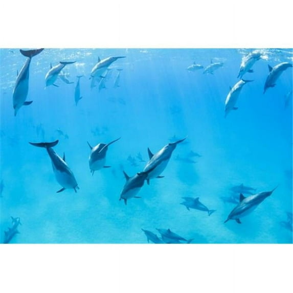 Posterazzi DPI12300045 Dolphins Swimming in The Ocean Amazing Underwater View Poster Print by Design Pics Vibe, 17 x 11