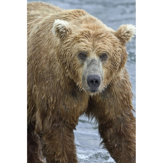 Posterazzi DPI12300679LARGE Close Up Portrait of A Brown Bear Standing in Brooks River Katmai National Park & Preserve Southwest Alaska Poster Print by Gary Schultz, 24 x 38 - Large