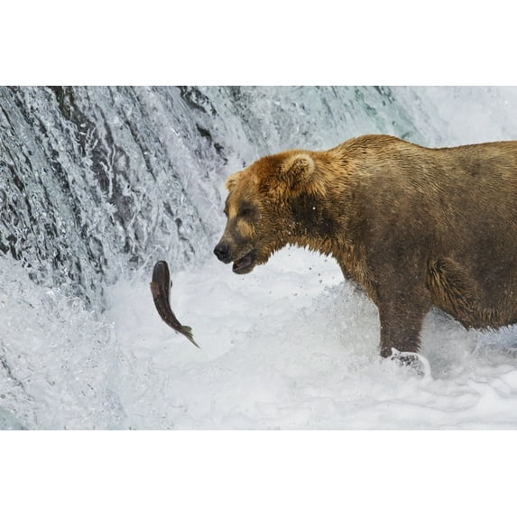 Posterazzi DPI12300686 Brown Bear Standing in Rapids Below Brooks Falls While Looking At A Jumping Sockeye Salmon Katmai National Park & Pre Poster Print by Gary Schultz, 19 x 12