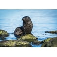 thumbnail image 1 of Posterazzi DPI12303572LARGE Wet Antarctic Fur Seal Poster Print by Nick Dale, 38 x 24 - Large, 1 of 4