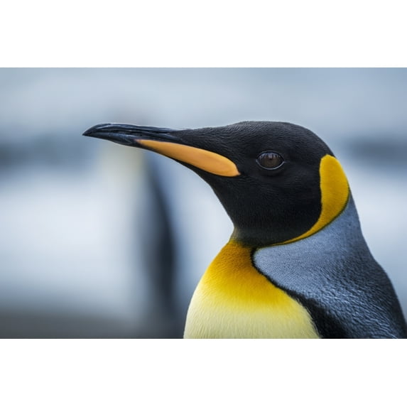 Posterazzi DPI12303580LARGE Close Up of King Penguin Aptenodytes Patagonicus - Antarctic Poster Print by Nick Dale, 38 x 24 - Large