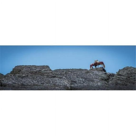 Posterazzi DPI12303617 Sally Lightfoot Crab Grapsus Grapsus On Rocky Horizon - Galapagos Islands Ecuador Poster Print by Nick Dale, 25 x 8