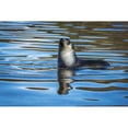 thumbnail image 1 of Posterazzi DPI12303645 Antarctic Fur Seal Arctocephalus Gazella Reflected in Rippled Water - Antarcitca Poster Print by Nick Dale, 19 x 12, 1 of 3