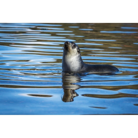 Posterazzi DPI12303645 Antarctic Fur Seal Arctocephalus Gazella Reflected in Rippled Water - Antarcitca Poster Print by Nick Dale, 19 x 12