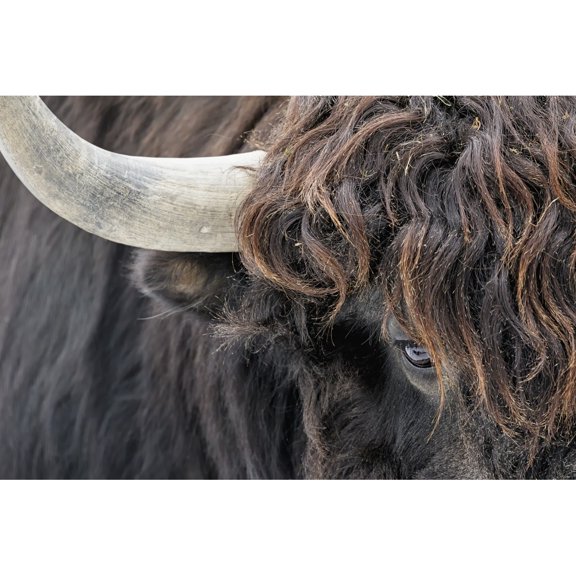 Posterazzi DPI12304043 Close Up Portrait with An Intense Look - Quebec Canada Poster Print by Dominic Marcoux, 19 x 12