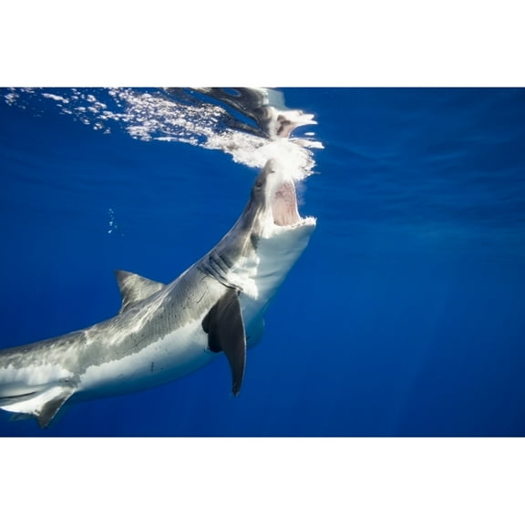 Posterazzi DPI12304345 Great White Shark Carcharodon Carcharias - Guadalupe Island Mexico Poster Print by Dave Fleetham, 19 x 12