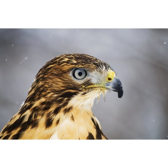 Posterazzi DPI12304730 Red-Tailed Hawk Buteo Jamaicensis Ecomuseum - Ste-Anne-De-Bellevue Quebec Canada Poster Print by Steeve Marcoux, 19 x 12