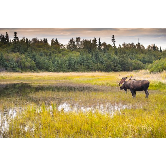 Posterazzi DPI12305292 Bull Moose in Velvet Wades in Marshy Wetlands Kincaid Park Anchorage Alaska Summer Poster Print by Michael Jones, 19 x 12