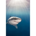 thumbnail image 1 of Posterazzi DPI12305354LARGE Great White Shark Carcharodon Carcharias - Guadalupe Island Mexico Poster Print by Dave Fleetham, 24 x 38 - Large, 1 of 3