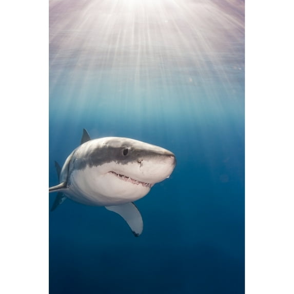 Posterazzi DPI12305354LARGE Great White Shark Carcharodon Carcharias - Guadalupe Island Mexico Poster Print by Dave Fleetham, 24 x 38 - Large