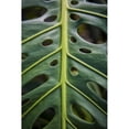 thumbnail image 1 of Posterazzi DPI12305775LARGE Close Up of A Green Leaf with Holes in It - Hawaii United States of America Poster Print by Scott Mead, 24 x 38 - Large, 1 of 3