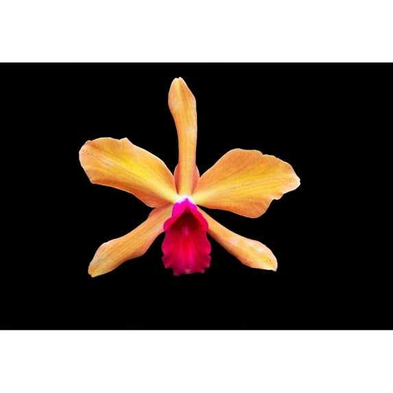 Posterazzi DPI12305803 Close Up of A Unique Tropical Flower On A Black Background - Hawaii United States of America Poster Print by Scott Mead, 18 x 12
