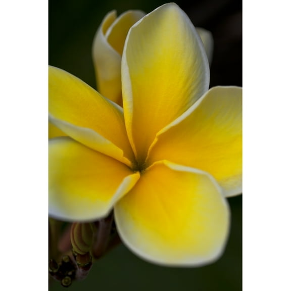 Posterazzi DPI12305807LARGE Close Up of A Yellow & White Tropical Flower - Hawaii United States of America Poster Print by Scott Mead, 24 x 38 - Large