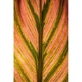 thumbnail image 1 of Posterazzi DPI12305827 Close Up of A Colourful Leaf from A Tropical Plant - Maui Hawaii United States of America Poster Print by Scott Mead, 12 x 19, 1 of 3