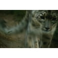 thumbnail image 1 of Posterazzi DPI1582168 A Snow Leopard Poster Print by Darren Greenwood, 17 x 11, 1 of 4