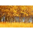 thumbnail image 1 of Posterazzi DPI1764054 Trees in Autumn Poster Print by Don Hammond, 17 x 11, 1 of 3