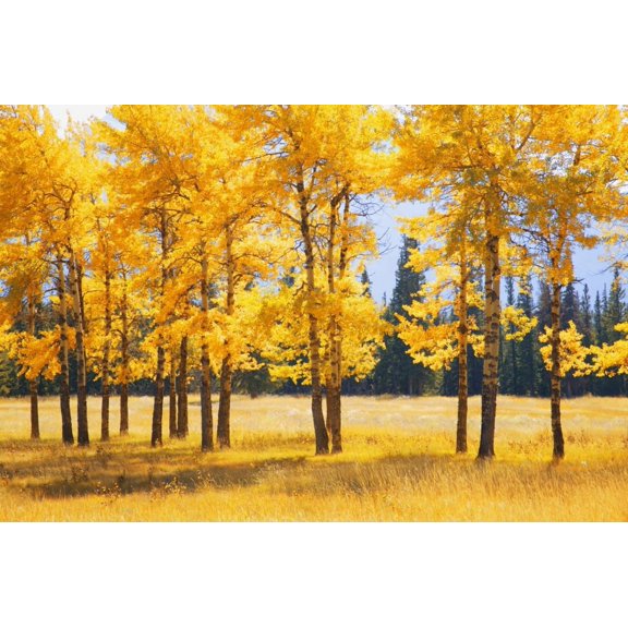 Trees In Autumn Poster Print (17 x 11)