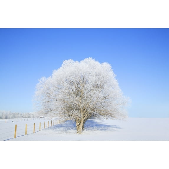 Posterazzi DPI1765976LARGE Trees in Winter Poster Print by Don Hammond, 34 x 22 - Large