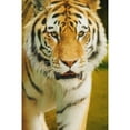 thumbnail image 1 of Posterazzi DPI1767351LARGE A Tiger Poster Print by Don Hammond, 22 x 34 - Large, 1 of 3