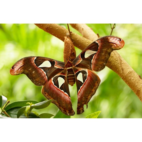 Posterazzi DPI1767463 A Moth Poster Print by Raven Regan, 17 x 11