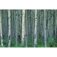thumbnail image 1 of Posterazzi DPI1767608 A Forest of Trees Poster Print by Corey Hochachka, 17 x 11, 1 of 3