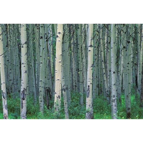 Posterazzi DPI1767608 A Forest of Trees Poster Print by Corey Hochachka, 17 x 11