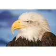 thumbnail image 1 of Posterazzi DPI1767620LARGE Profile of A Bald Eagle Poster Print by Don Hammond, 34 x 22 - Large, 1 of 3
