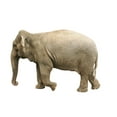 thumbnail image 1 of Posterazzi DPI1767624 Elephant Poster Print by Don Hammond, 17 x 11, 1 of 4
