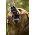 thumbnail image 1 of Posterazzi DPI1770336LARGE Bear with Open Mouth Poster Print by Carson Ganci, 22 x 34 - Large, 1 of 3