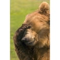 thumbnail image 1 of Posterazzi DPI1770340 Bear with Paw Over Eye Poster Print by Carson Ganci, 11 x 17, 1 of 3