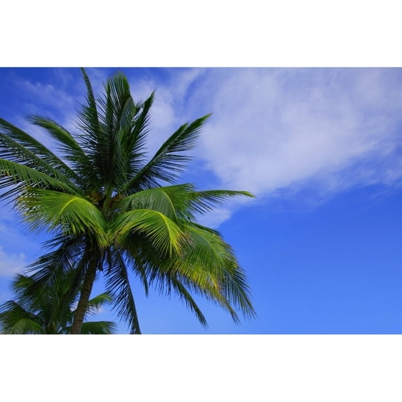Posterazzi DPI1771171LARGE Palm Tree Against Perfect Sky Poster Print by Don Hammond, 34 x 22 - Large