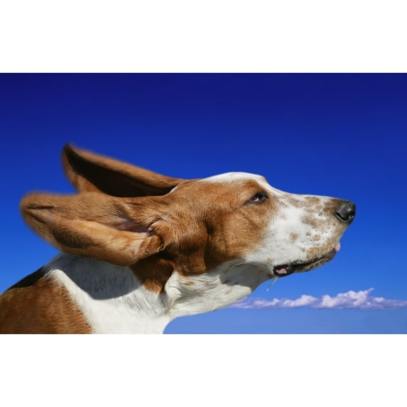 Posterazzi DPI1771264LARGE Dog with Ears in The Wind Poster Print by Don Hammond, 34 x 22 - Large