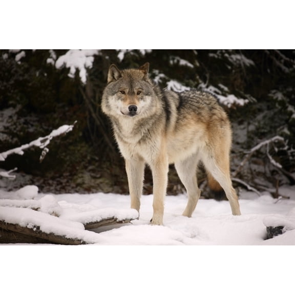 Posterazzi DPI1771543 Wolf Poster Print by Don Hammond, 17 x 11