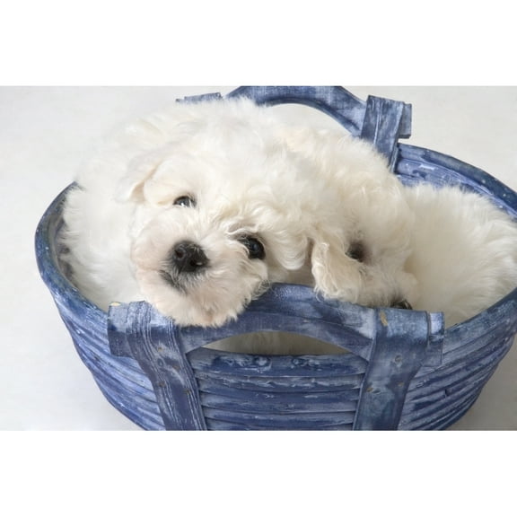 Posterazzi DPI1775160LARGE Cute White Pups Poster Print by Corey Hochachka, 34 x 22 - Large