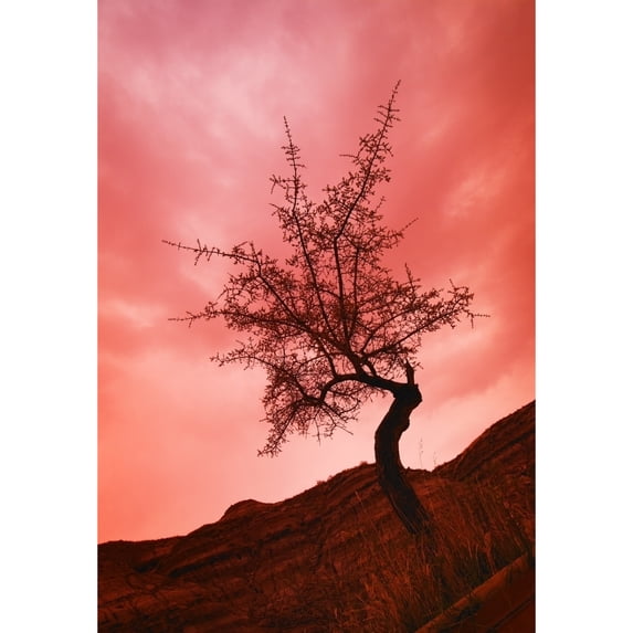 Posterazzi DPI1776034LARGE Silhouette of Shrub Tree Poster Print by Don Hammond, 22 x 32 - Large