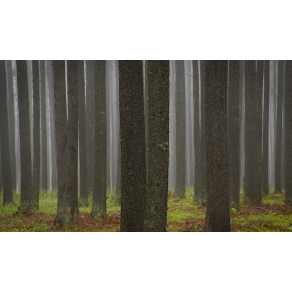 Posterazzi DPI1779258 Tree Trunks Poster Print by Kelly Redinger, 18 x 10