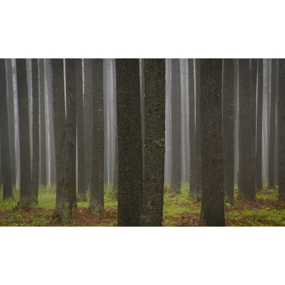 Posterazzi DPI1779258 Tree Trunks Poster Print by Kelly Redinger, 18 x 10