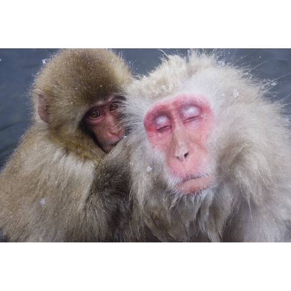 Posterazzi DPI1782142 Older Snow Monkey Being Groomed by A Younger Monkey Poster Print by Natural Selection Anita Weiner, 18 x 12