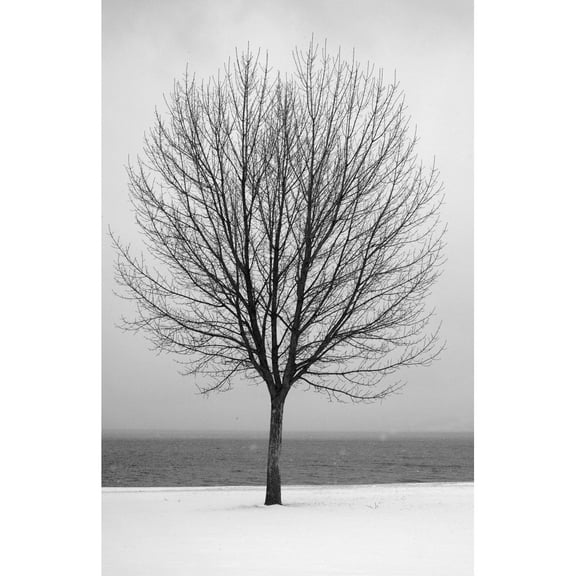 Posterazzi DPI1782901 Bare Tree All Alone Poster Print by Greg Wilson, 11 x 17