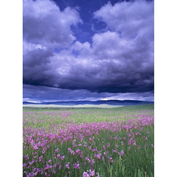 Posterazzi DPI1783254 Stormy Clouds Approaching Field of Shooting Star Wildflowers Poster Print by Natural Selection John Reddy, 13 x 17