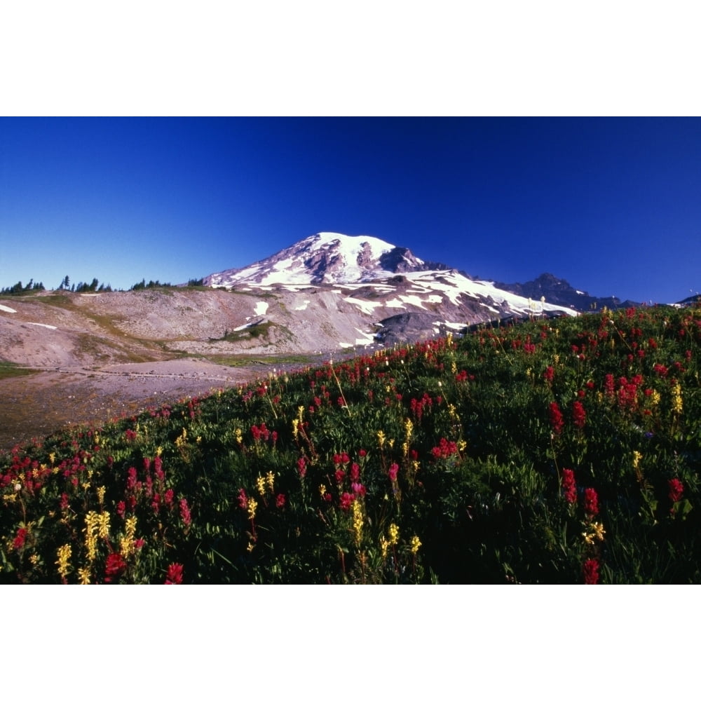 Mount Rainer Poster Posterazzi DPI1783769 Paradise Park Valley Mount Rainier National Park ...