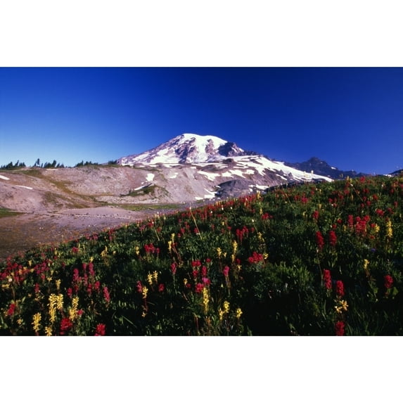 Posterazzi DPI1783769 Paradise Park Valley Mount Rainier National Park Poster Print by Natural Selection Craig Tuttle, 18 x 12