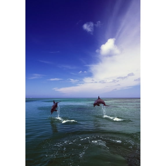 Posterazzi DPI1783802 Two Bottlenose Dolphins Leaping Out of Water Caribbean Sea Poster Print by Natural Selection Craig Tuttle, 12 x 18
