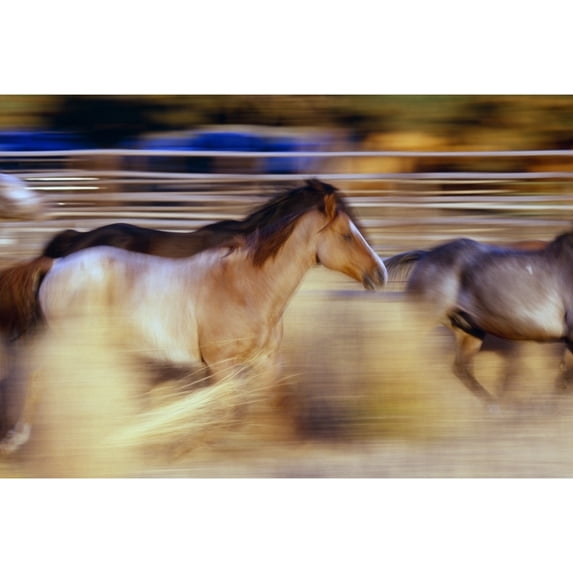 Posterazzi DPI1783834 Blurred View of Horses Running Through Dusty Early Morning Light Poster Print by Natural Selection Craig Tuttle, 18 x 12
