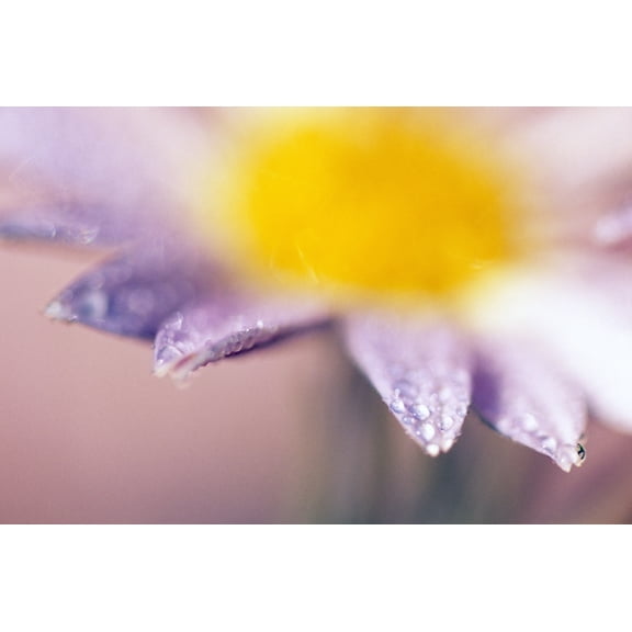 Posterazzi DPI1783842LARGE Soft-Focus Detail of Daisy Flower with Dewdrops On Petals Poster Print by Natural Selection Craig Tuttle, 36 x 24 - Large