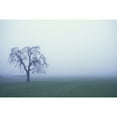 thumbnail image 1 of Posterazzi DPI1784164 Tree Silhouette in Fog Poster Print by Sean White, 17 x 11, 1 of 3