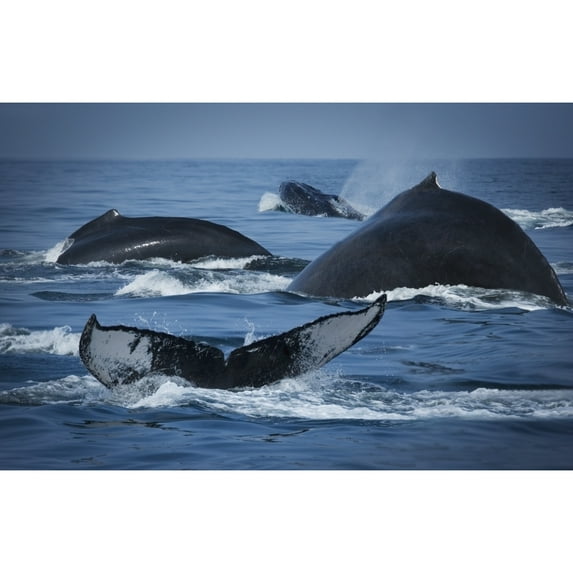 Posterazzi DPI1784329 School of Humpback Whales Poster Print by Darren Greenwood, 17 x 11