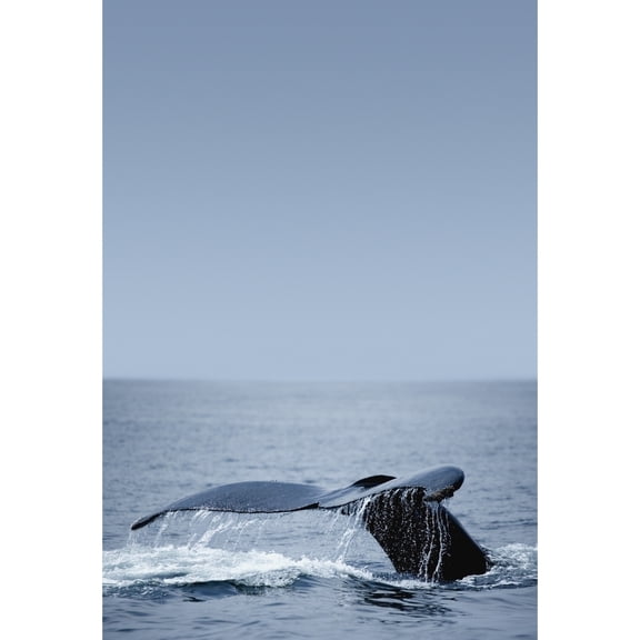 Posterazzi DPI1784331 Humpback Whale Tail Fin Poster Print by Darren Greenwood, 11 x 16