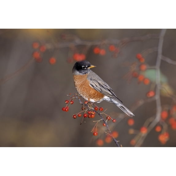 Posterazzi DPI1784675 American Robin in Crab Apple Tree Poster Print by Natural Selection Bill Byrne, 18 x 12
